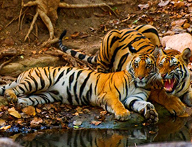 Barnawapara Wildlife Sanctuary